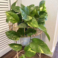 Hawaiian Pothos