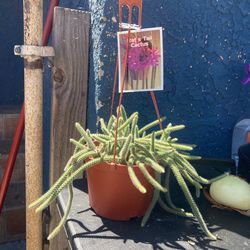 Rat’s Tail Cactus