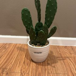 Plastic Cactus 