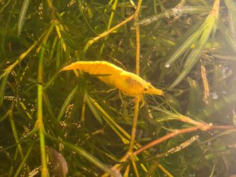 Gold shrimp decorations