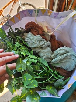 Bag of runners and plants