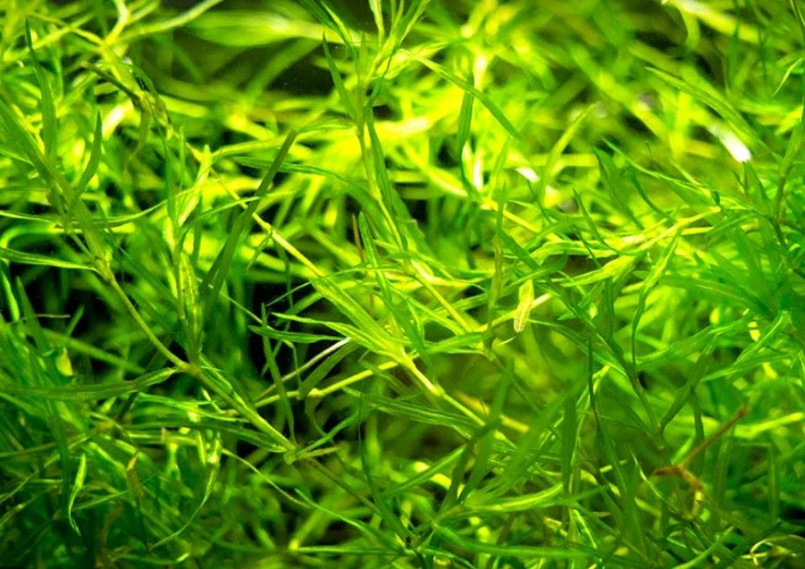 🌿Guppy Grass-Live Freshwater Aquatic Plants For Tanks/Aquariums/Ponds