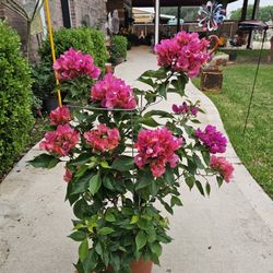 More XL Bugambilia PLANTS ARRIVE, BEAUTIFUL AND HEALTHY. $45 EACH