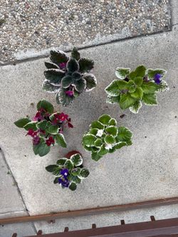 4” variegated african violets