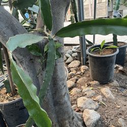Dragón Fruit 