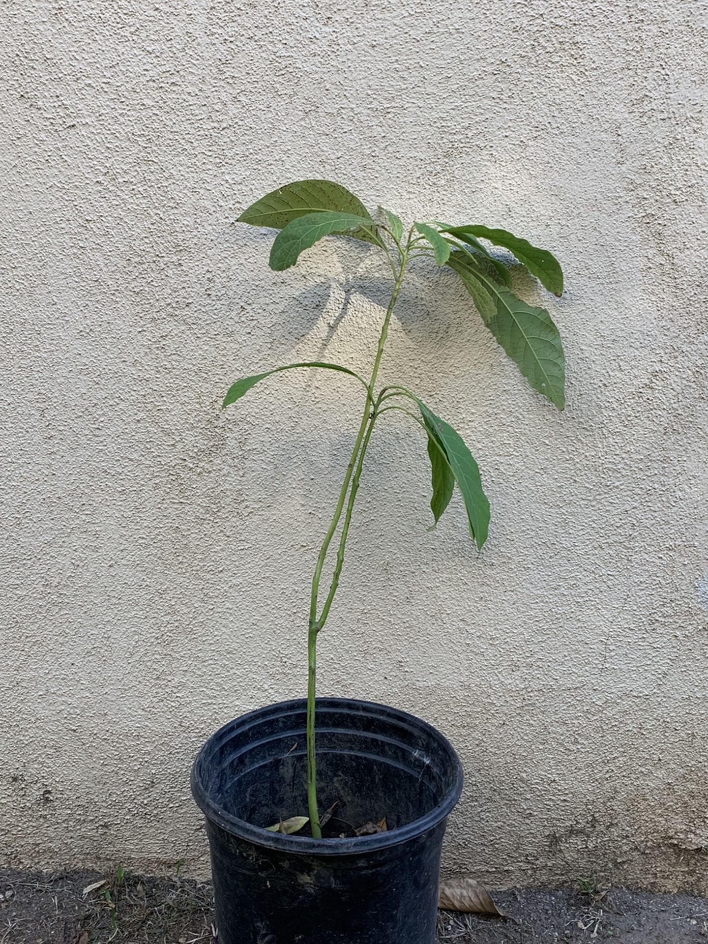 Avocado Has Tree 2 Feet Tall