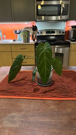 Indoor house plant