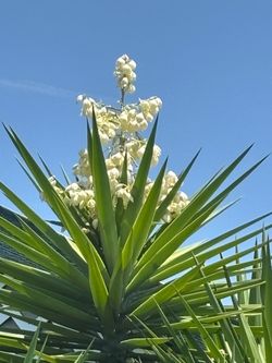 Yucca flower for sale