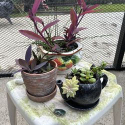 Enchanted Greenery Boutique (Succulents In Antique & Oddity Planters)