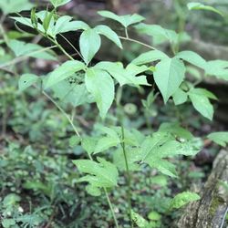 passion fruit vine for sale_May 2024