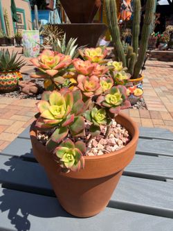 KIWI Aeonium Succulent Plant In Terracotta Pot