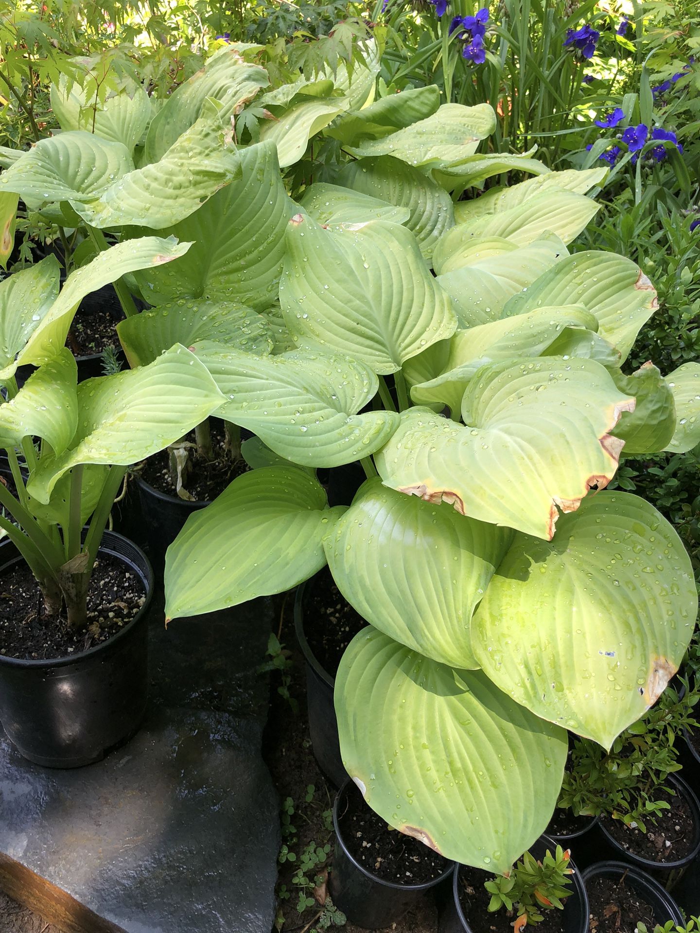 Hosta Plants