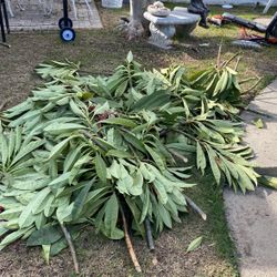 plumeria plant