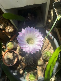 Cactus