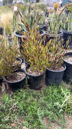 Purple Hopseed Bushes