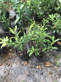 Grafted Sapodilla / Nispero trees