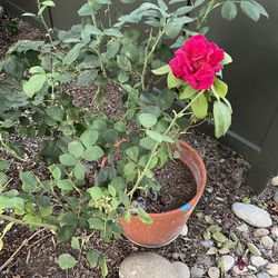 Mature Rose Bushes Plants Large Heavy Pots Flowers