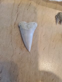 Shark tooth