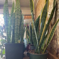SNAKE/ Sansevieria Natural Plants