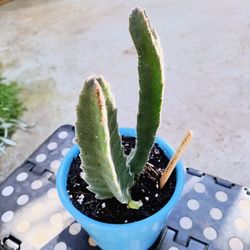 STAPELIA 5" CERAMIC POT