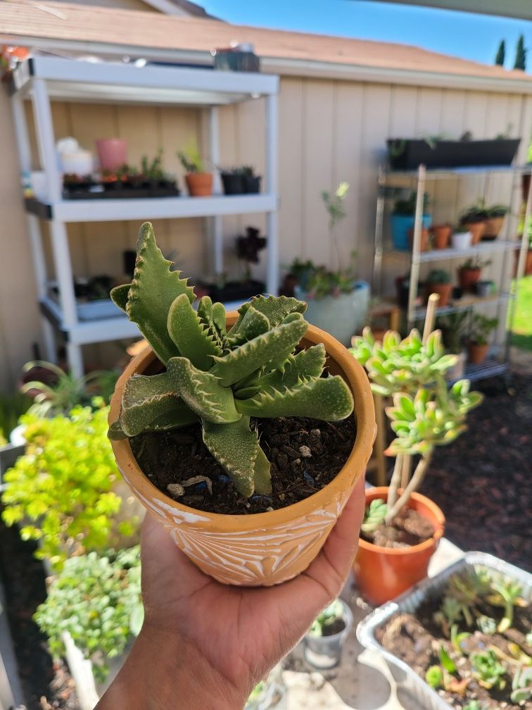 Tigers jaw succulent
