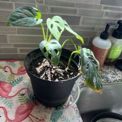 Monstera adansonii