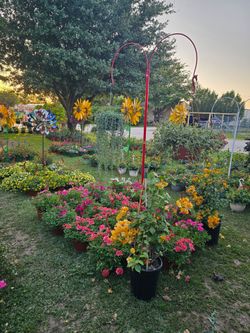 TENTH NEW SHIPMENT ARRIVE MAY 14th Beautiful and Healthy HANGING BASKETS PLANTS ARRIVED.