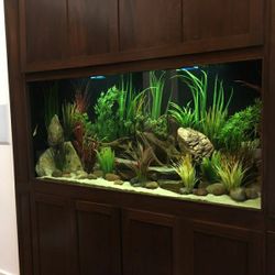 Fish tank Cleaning 