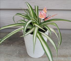 Spider Plant 🪴