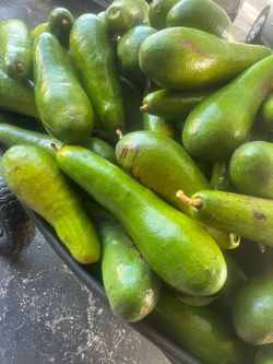 Fresh Russell Avocado