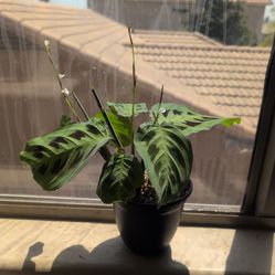Green Maranta (Prayer plant)