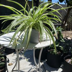 Potted Spider Plant