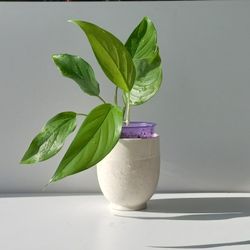 Lush Trailing Rare Aroid Monstera Lechleriana Plant/ House Plant/ Indoor Plant/ Flower Patio Garden 