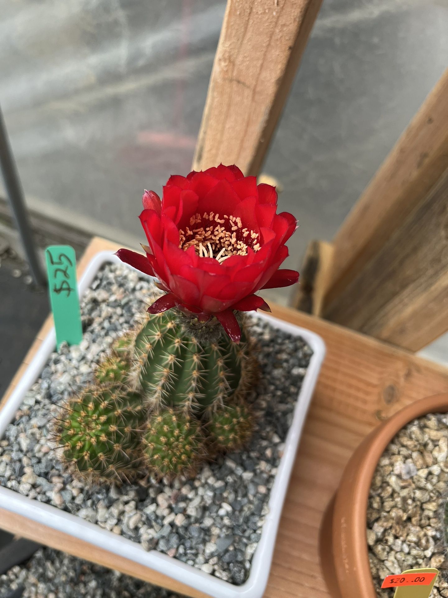 8” Cerámic Pot With Blooming Cactus $25