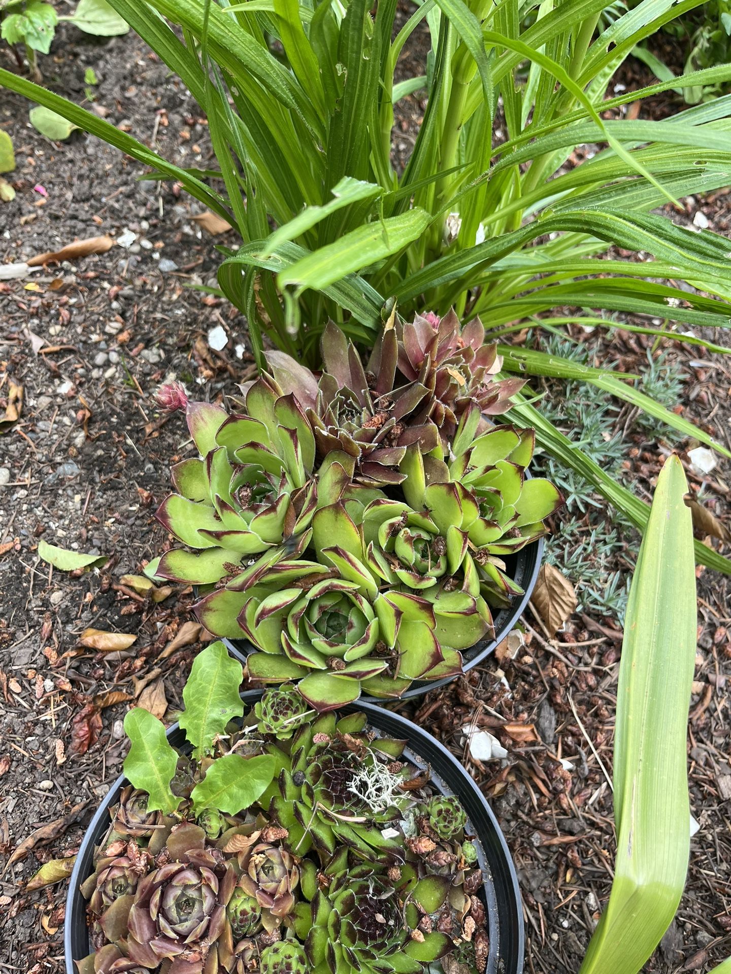Succulent Plant In Pots Different Types