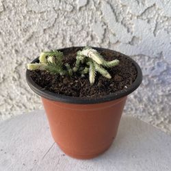 4 Inch Pot Succulent Plant - Rare Crassula Muscosa Variegated - Watch Chain Variegata - Rooted & Established - Drought Resistant 🪴 