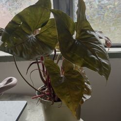 Syngonium Maria (arrow Head Plant) 