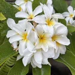 Plumeria