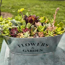 Succulent Arrangement 