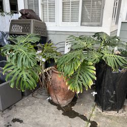 Huge Monstera And Clay Pot