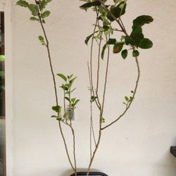 Apple Tree/arbol De Manzana