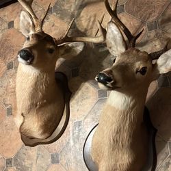 Deer mount