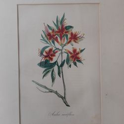 Vintage Botanical Azalea Nudiflora Framed Lithograph Print