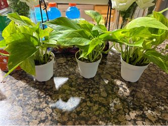 3 pothos plants very healthy