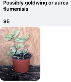 Tradescantia, Wandering Dude, Flumenisis Aurea Or Goldwing 