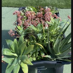 WAGON FULL OF SUCCULENTS 
