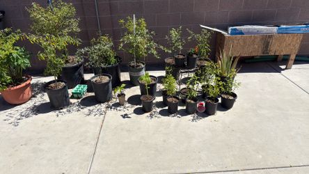 Spicy chili plant 🪴