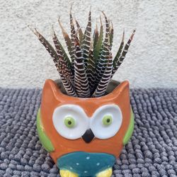 Zebra Plant In A Owl Pot.