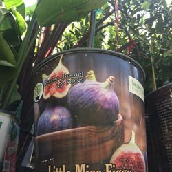 Little Miss Figgy  Fig Dwarf Species Plants Trees 2 Pack