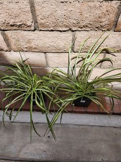 Spider Plants (2.5 qt)